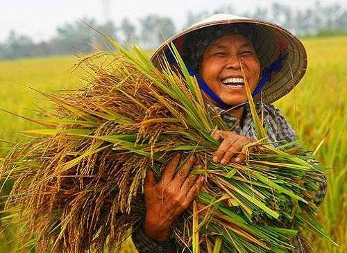 thuyết minh về cây lúa